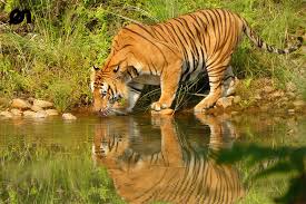 Bardia Jungle Safari