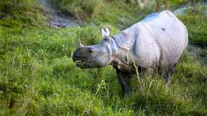 Bardia Jungle Safari