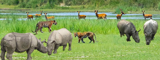 Bardia Jungle Safari